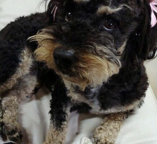 Perros adoptados: Consejos para que se adapten al nuevo hogar