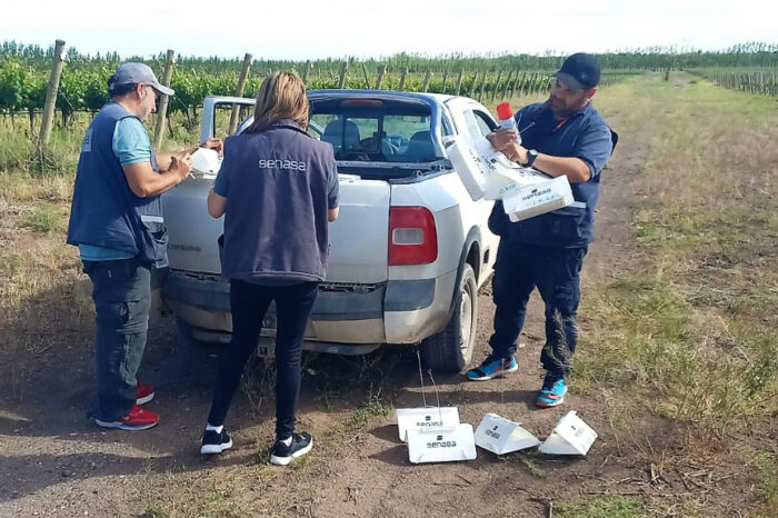 Plan de contingencia por la detección de Lobesia botrana en San Patricio del Chañar