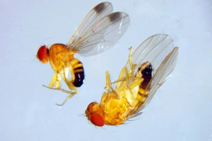Por qué intentan combatir con edición genética y avispas a la avasallante mosca de alas pintadas