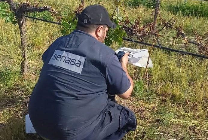 No se registraron nuevas capturas de Lobesia botrana en San Patricio del Chañar
