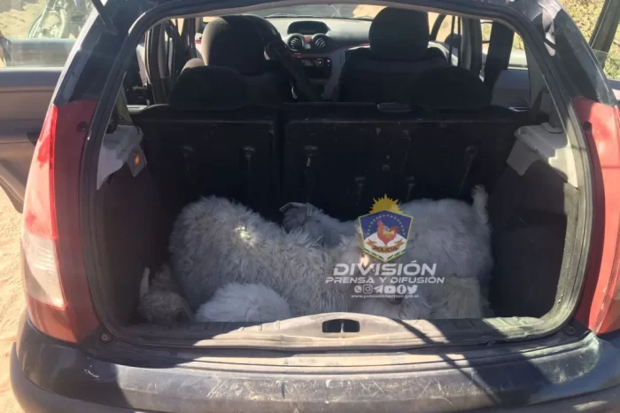 Se llevaron varios chivitos de un puestero, fueron identificados y demorados por personal policial