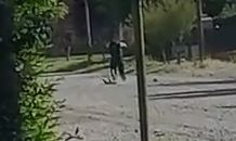 Asesinó a una perrita azotándola contra el suelo y la remató con una piedra en la cabeza