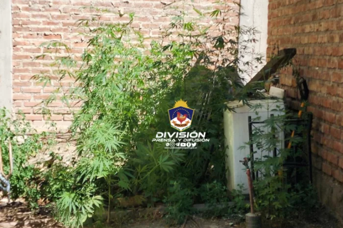 Allanamiento permitió secuestrar un motovehículo y plantas de Cánnabis Sativa