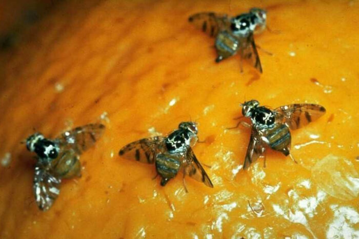 Áreas libres de Mosca de los frutos: Medidas para el ingreso de fruta fresca cítrica hospedante
