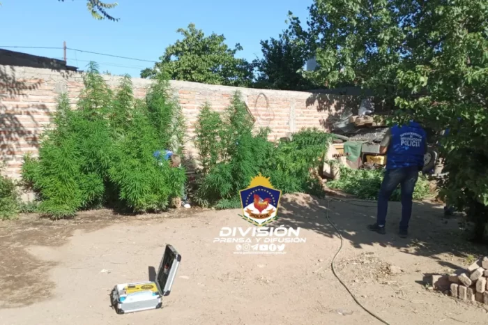 Cutral Có: Secuestran droga y gran cantidad de plantas de cannabis sativa en allanamientos