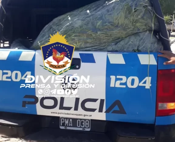Secuestran armas de fuego, plantas de cannabis sativa y demoran personas en varios allanamientos