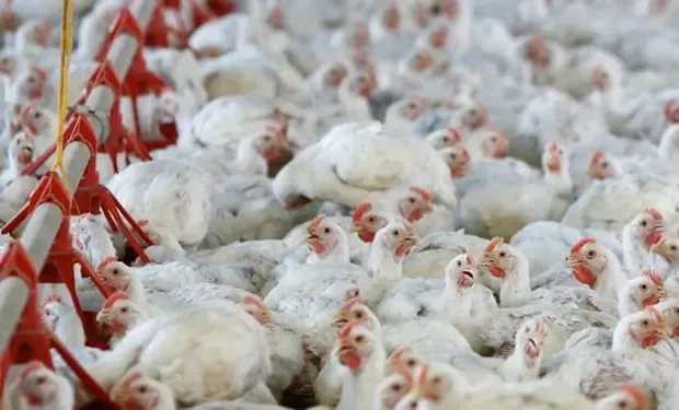 Influenza aviar: Un caso en Senillosa, situación epidemiológica en la Argentina