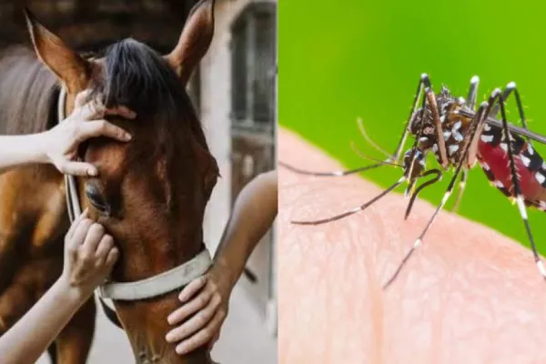 Encefalomielitis equina: Se confirmaron nuevos brotes en La Pampa y Río Negro