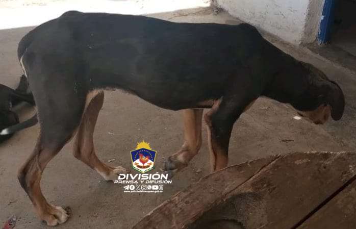 Maltrato Animal: Rescatan animales en el marco de la Ley Nº 14.346
