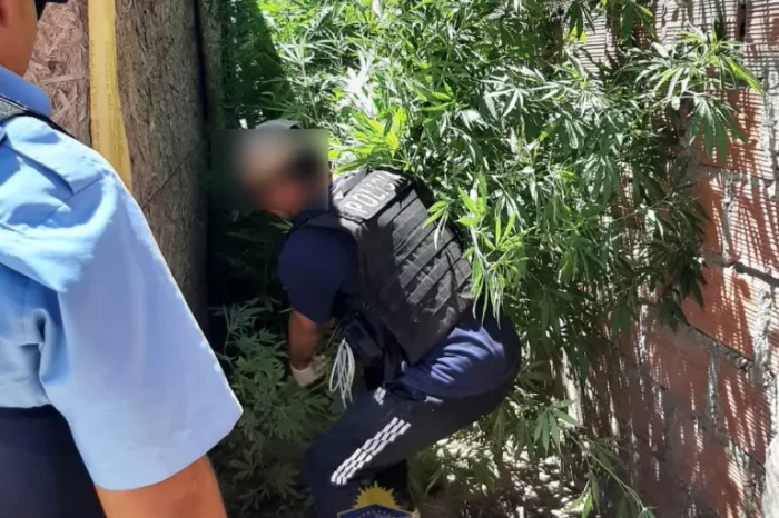Añelo: Allanamiento permitió secuestrar plantas de marihuana