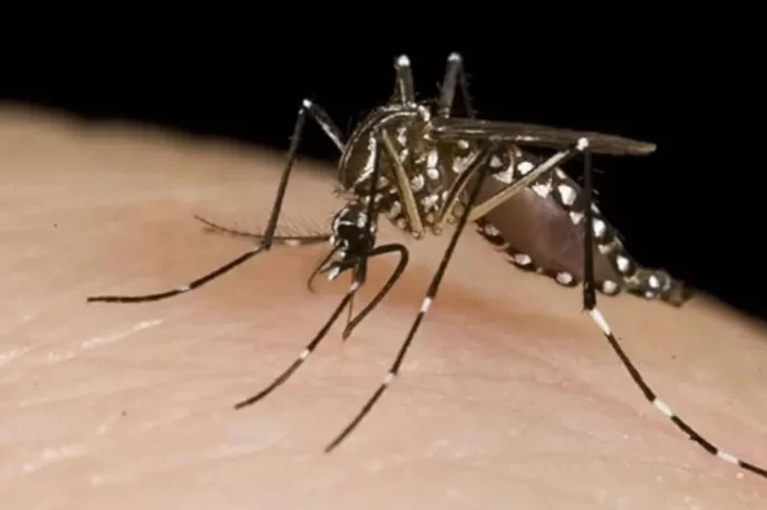 El brote de dengue no da tregua: Argentina ya registró 230 mil casos y 161 muertos