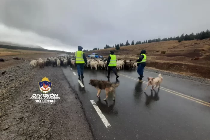 Andacollo: Personal Policial brindando seguridad en operativo Trashumancia