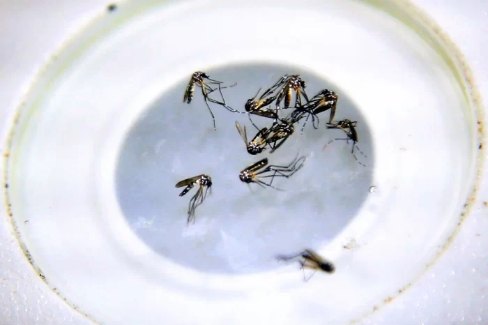 Santa Fe comenzará a vacunar gratis contra el dengue a jóvenes entre 15 y 19 años
