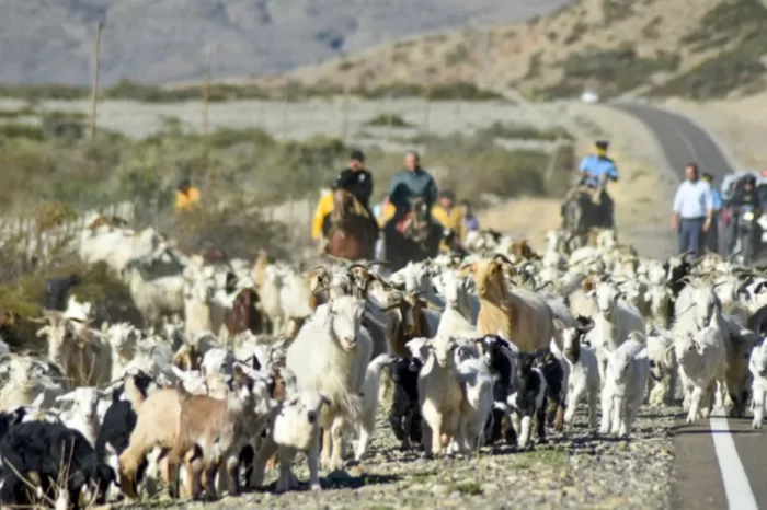 Trashumancia: Solicitan tomar medidas de precaución por arreo de animales en las rutas