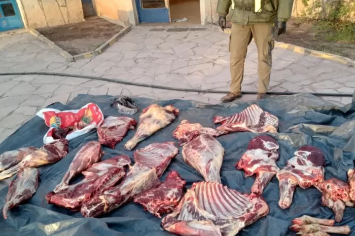 Interceptaron más de mil kilos de carne transportada de forma ilegal