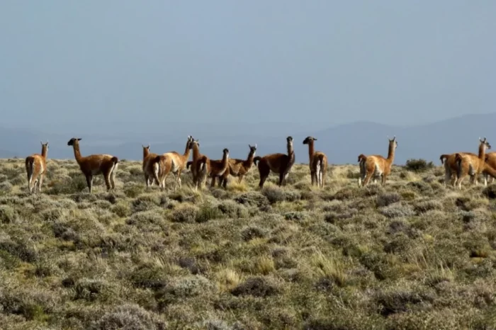 Fauna nativa: Guanacos en Neuquén, una historia de resiliencia