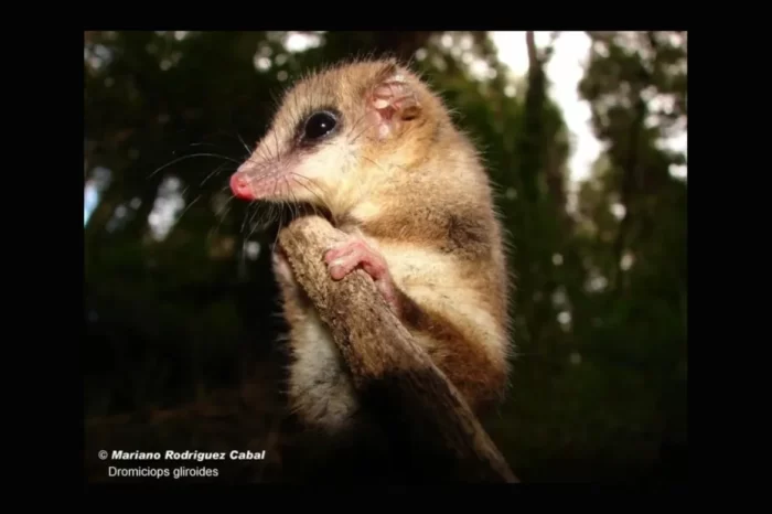 El marsupial más austral: Liberaron un monito del monte en el lago Lolog