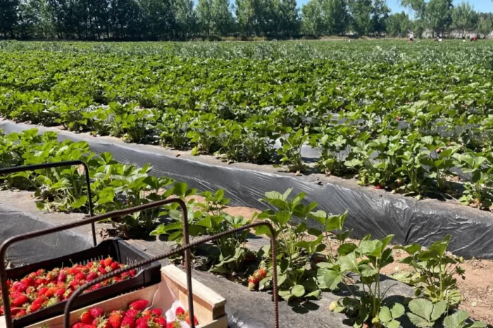 Se abre la inscripción: Programa de incentivo para productores de frutas y hortalizas