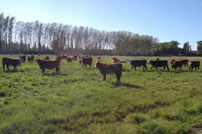 Región Vaca Muerta: Especialistas brindarán un taller de ganadería regenerativa en Añelo
