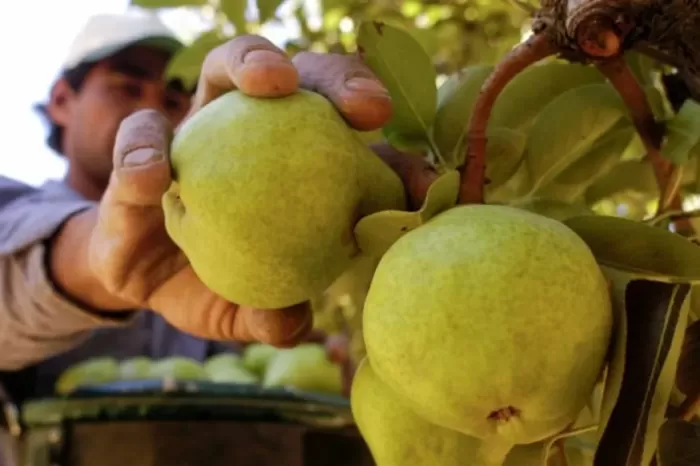 Tiempo de cosecha: Créditos por mil millones de pesos para productores frutícolas