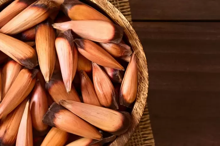 Piden respetar la temporada y modalidad de recolección de piñones