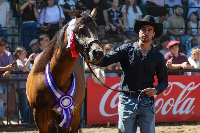 Exposición ecuestre: Premiaron en La Rural de Palermo a un criador neuquino de caballos Cuarto de Milla