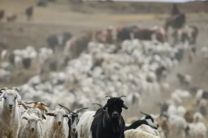 Práctica ancestral: Neuquén acompaña el regreso de los veranadores