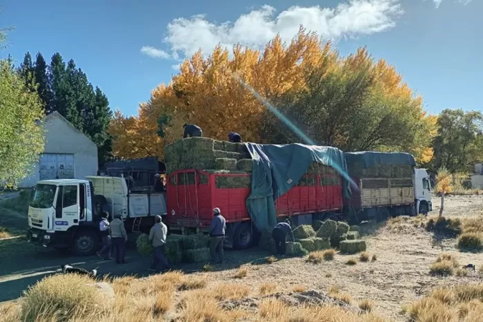 Anticiparse al invierno: Fusionan acompañamiento de ferias y remates de animales con entrega de fardos