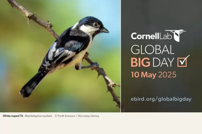 Global Big Day 2025: Neuquén se prepara para el Día Mundial de Observación de aves