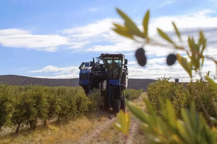 Olivares del Neuquén: De un sueño familiar a una realidad agroindustrial en Añelo