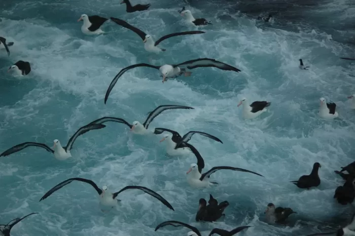 Día Mundial del Albatros: voluntarios se unen a científicos por la conservación de las "centinelas del océano"