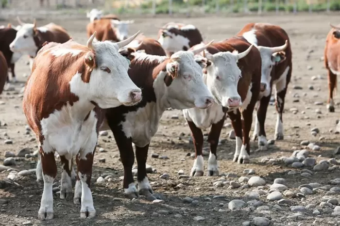 Portal autogestivo: Agilizan trámite para traslado de animales, boletos de yerra y señalada