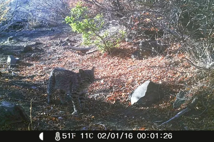 Monitoreo: Cámaras trampa registraron fauna nativa en el Área Natural Protegida Copahue