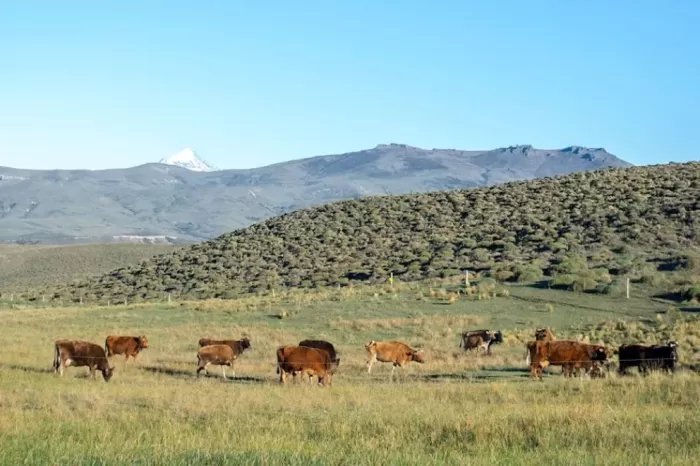 Hasta el 31 de julio: Convocan a inscripción para acceder al Incentivo Ganadero