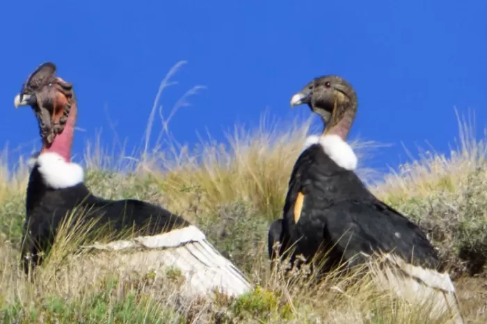 Biodiversidad: Se realizó el segundo censo simultáneo del Cóndor Andino