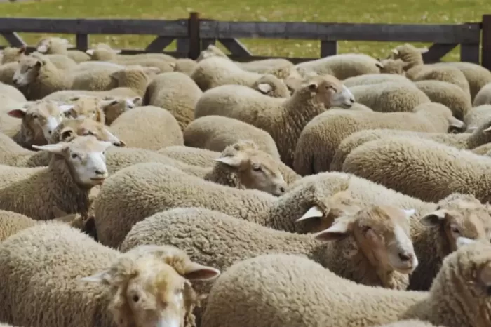 Desarrollan aislantes térmicos a partir del descarte de lana de oveja