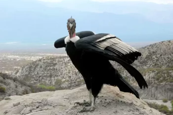 Cóndor Andino: Avances clave para la conservación de una especie emblemática