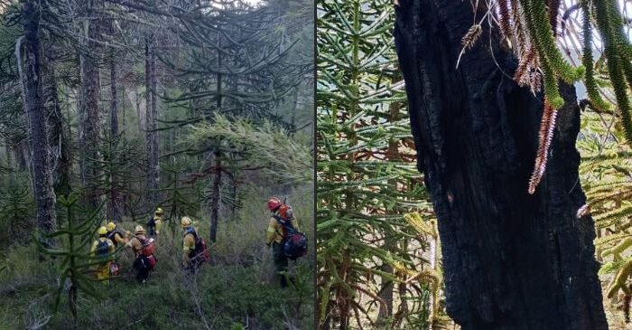 Incendio forestal en el Parque Nacional Lanín fue extinguido tras seis horas de trabajo
