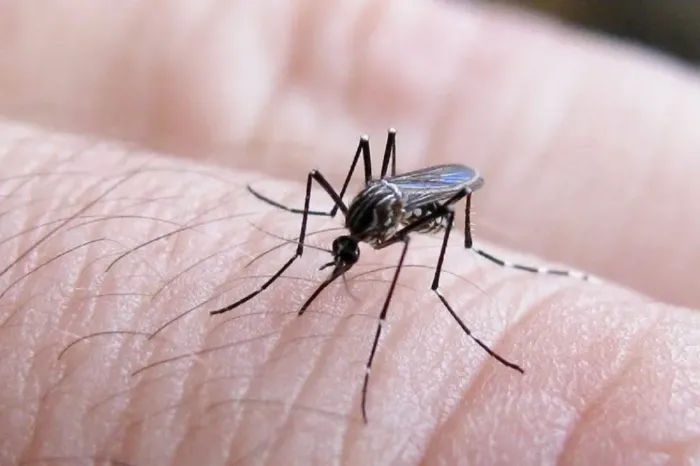 Prevención del dengue: Cómo prevenir y eliminar el mosquito en casa