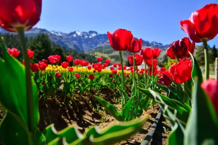 Región del Alto Neuquén: Resultados positivos de la primera temporada de tulipanes en Huinganco