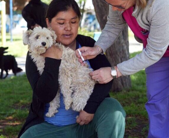 Exitosa jornada de vacunación antirrábica en Junín de los Andes: un compromiso con la salud de nuestros perros y de toda la comunidad