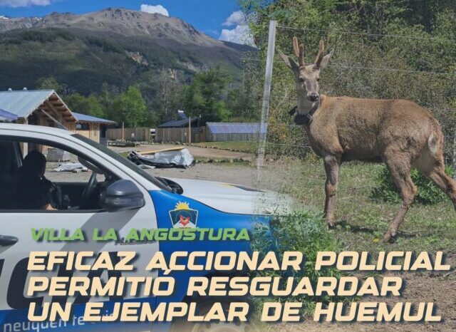 Eficáz trabajo Policial, resguarda un ejemplar de Huemul (Hippocamelus Bisulcus) [VIDEO]