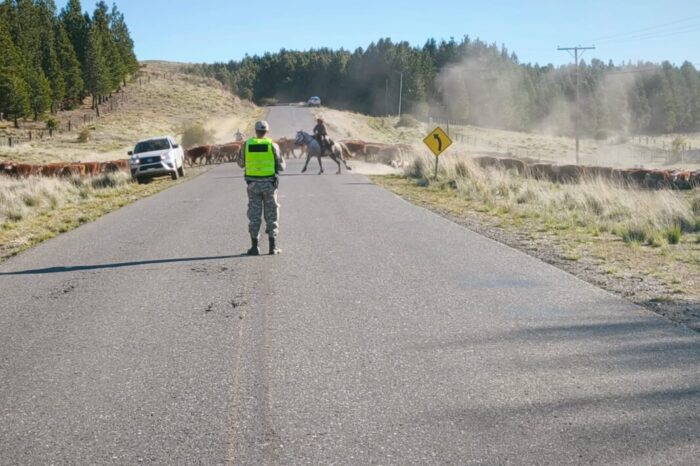 Brigada Rural y Abigeato: once cruces de ganado seguros en octubre y un freno clave al abigeato