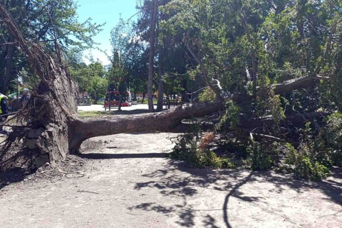 Caída de un árbol en la plaza Gral. San Martín reaviva la importancia de la prevención para evitar tragedias