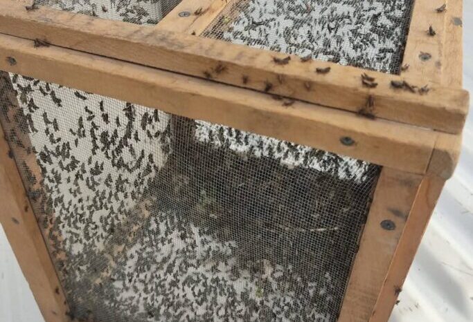 Se detectaron nacimientos de tucuras de alas manchadas en campos de Neuquén