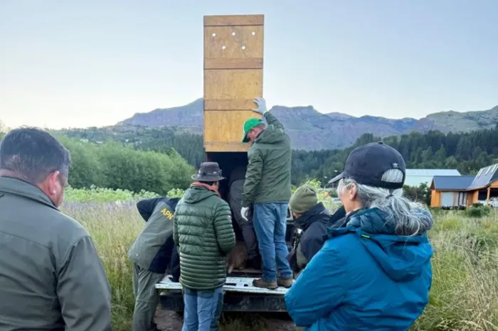 Protección: El humeul Newenche ya está camino al refugio