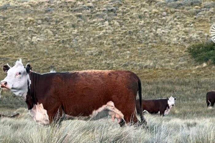 Nación declaró la Emergencia Agropecuaria en Neuquén por la grave sequía