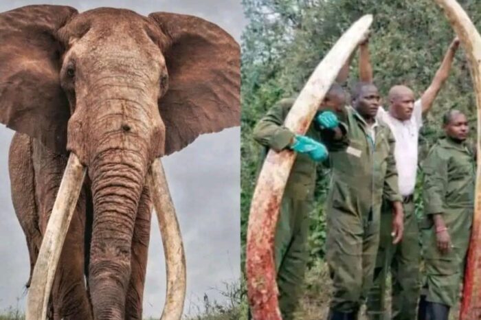 Fallece Craig, uno de los últimos "super tuskers" de África, símbolo de la conservación en Kenia