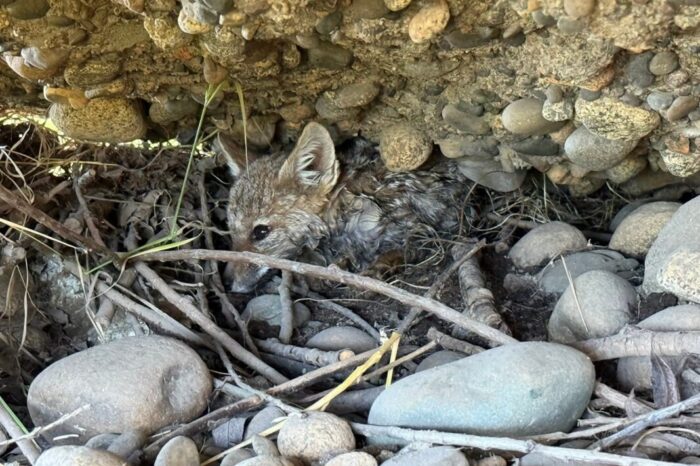 Rescate exitoso de una cría de zorro en Junín de los Andes: trabajo coordinado y atención profesional clave