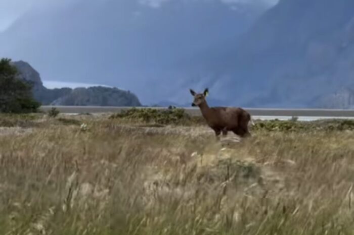 ¡Emotivo avistamiento en la Patagonia! Hembra de huemul, es registrada en la playa Grey de Torres del Paine